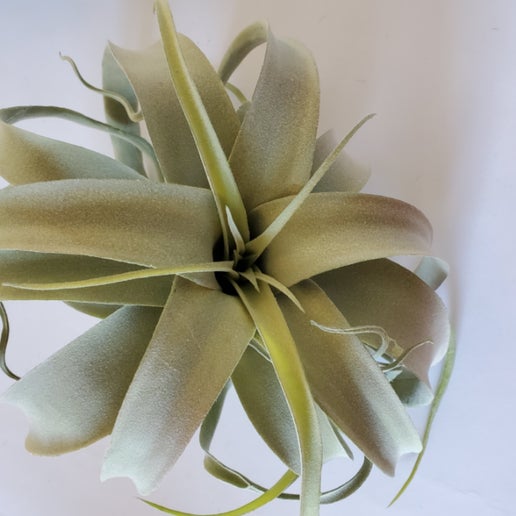 Extra Large Airplant