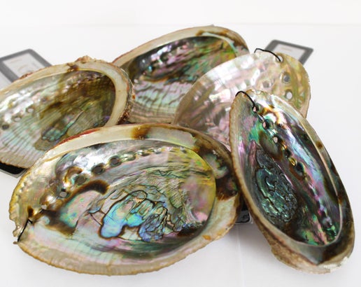 Mama Earth Abalone Shell, Medium