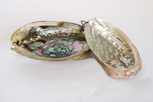 Mama Earth Abalone Shell, Medium